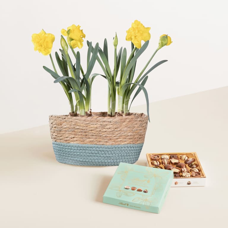 blume2000 Blühpflanze im Topf Sweet Sunshine mit Lindt Pralinés Glückwunsch 100g