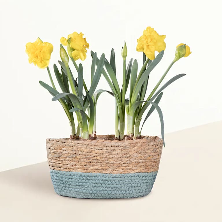 blume2000 Blühpflanze im Topf Sweet Sunshine mit Lindt Pralinés Glückwunsch 100g Angebote