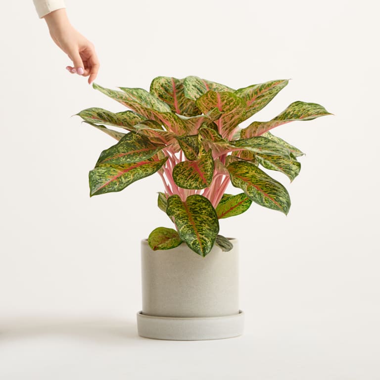 blume2000 DEAL: Aglaonema 'Carnival Queen'