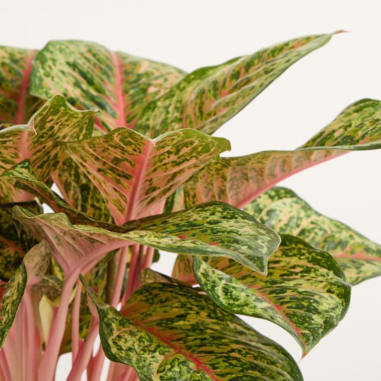 blume2000 DEAL: Aglaonema 'Carnival Queen' im Angebot