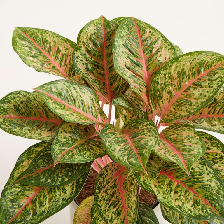 blume2000 DEAL: Aglaonema 'Carnival Queen' im Angebot