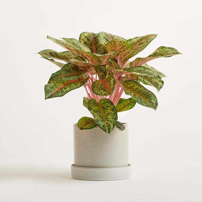 blume2000 DEAL: Aglaonema 'Carnival Queen' im Angebot