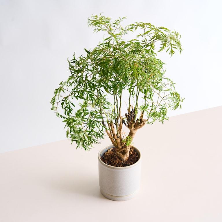 blume2000 Polyscias 'Hawaiiana Ming' XS Schlussverkauf