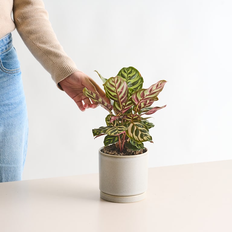blume2000 Calathea 'Makoyana'