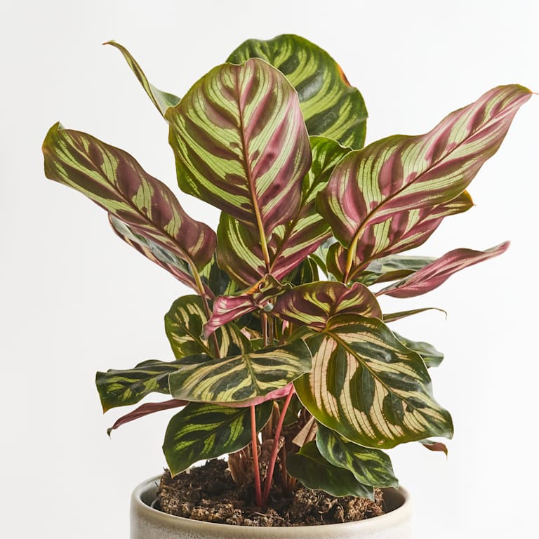 blume2000 Calathea 'Makoyana' Meist gekauft