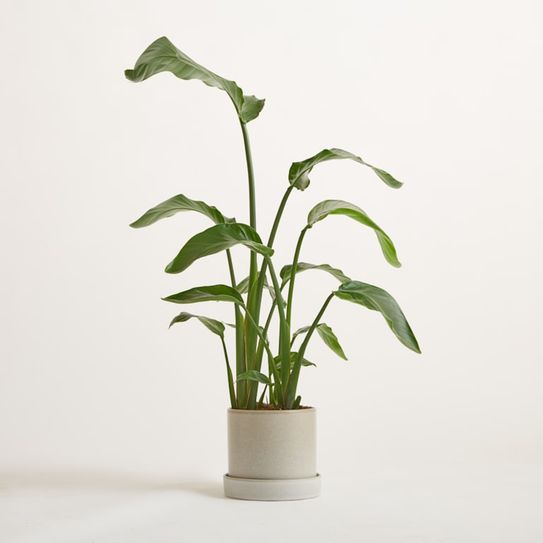 blume2000 Strelitzie 'Nicolai' M Limitierter Zeitrabatt