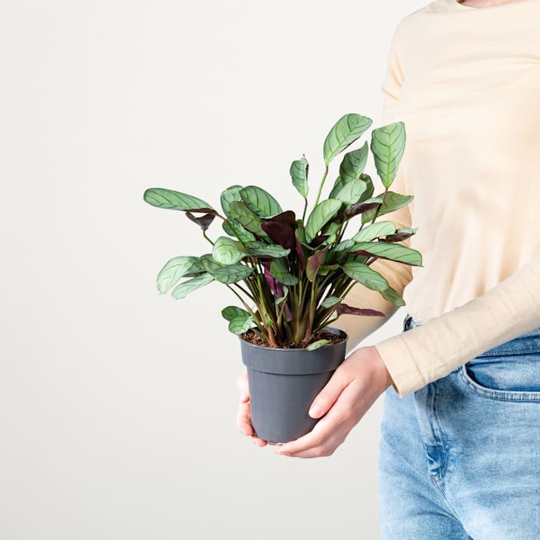 blume2000 Ctenanthe 'Amagris'