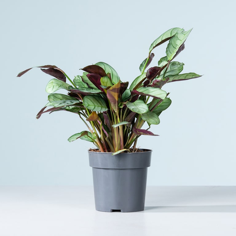 blume2000 Ctenanthe 'Amagris' Fabrik Onlineshop