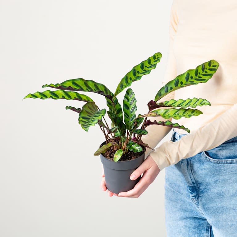 blume2000 Calathea 'Insignis'