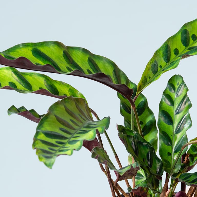 blume2000 Calathea 'Insignis' Fabrikpreis