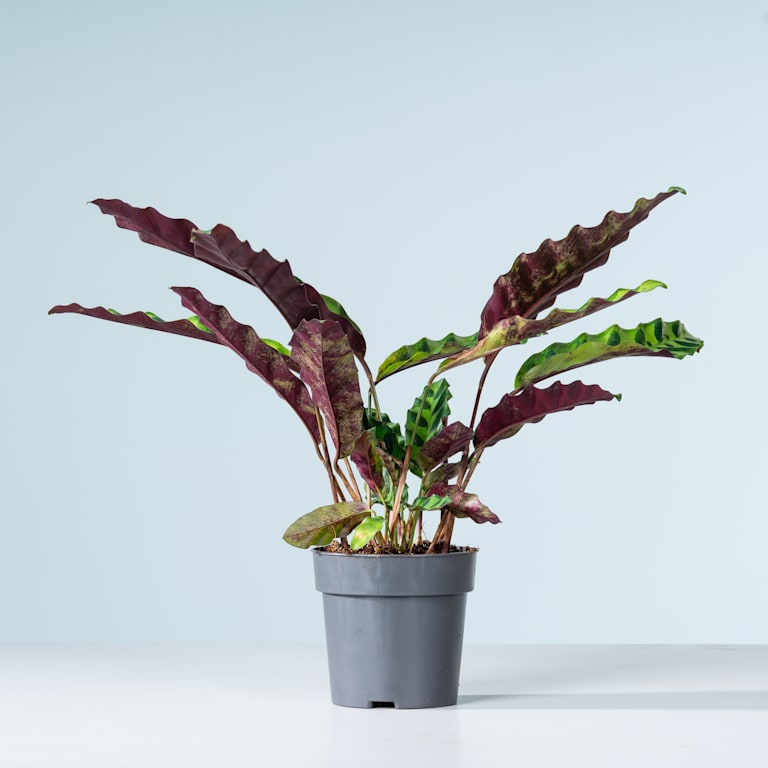 blume2000 Calathea 'Insignis' Fabrikpreis