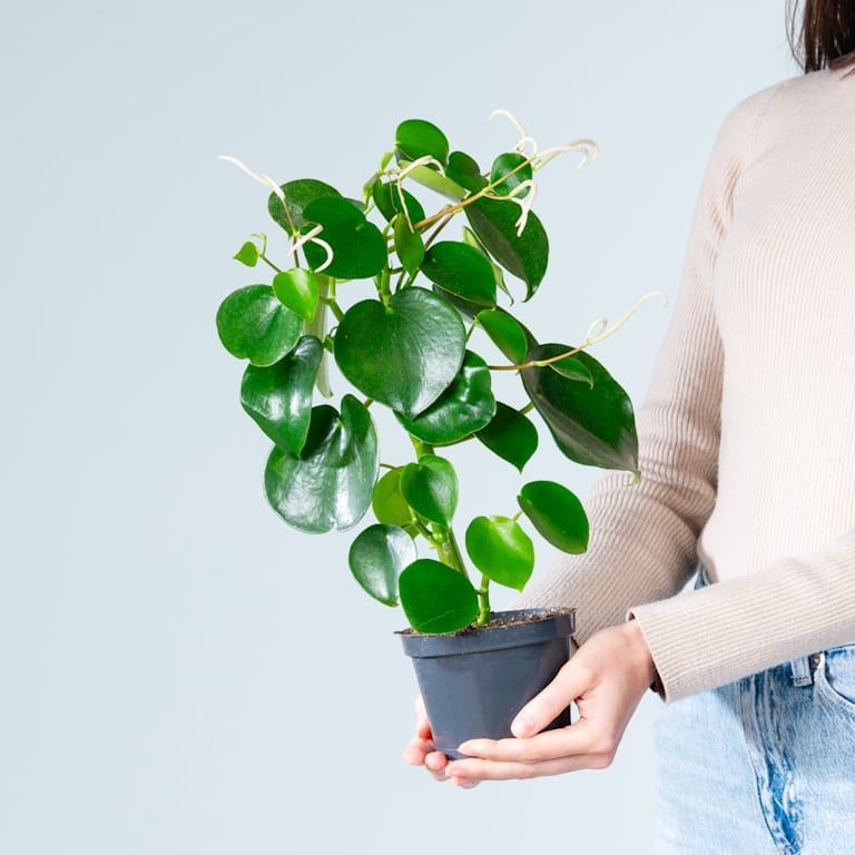 blume2000 Peperomia 'Raindrop' S