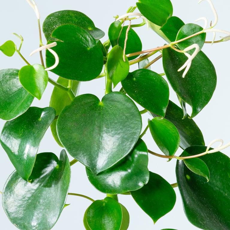 blume2000 Peperomia 'Raindrop' S Sonderangebot