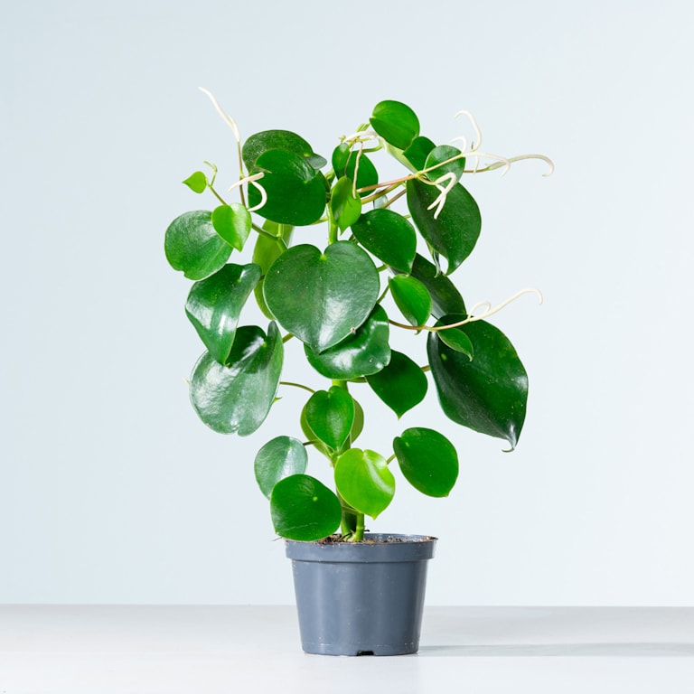blume2000 Peperomia 'Raindrop' S Sonderangebot