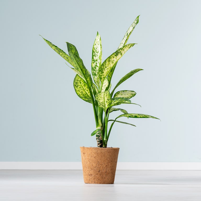 blume2000 Dieffenbachie 'Vesuvius' - plastikfrei Günstig kaufen