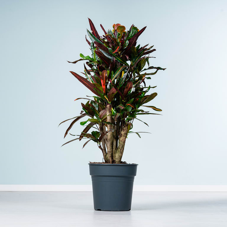 blume2000 Wunderstrauch 'Mammey' Großer Ausverkauf