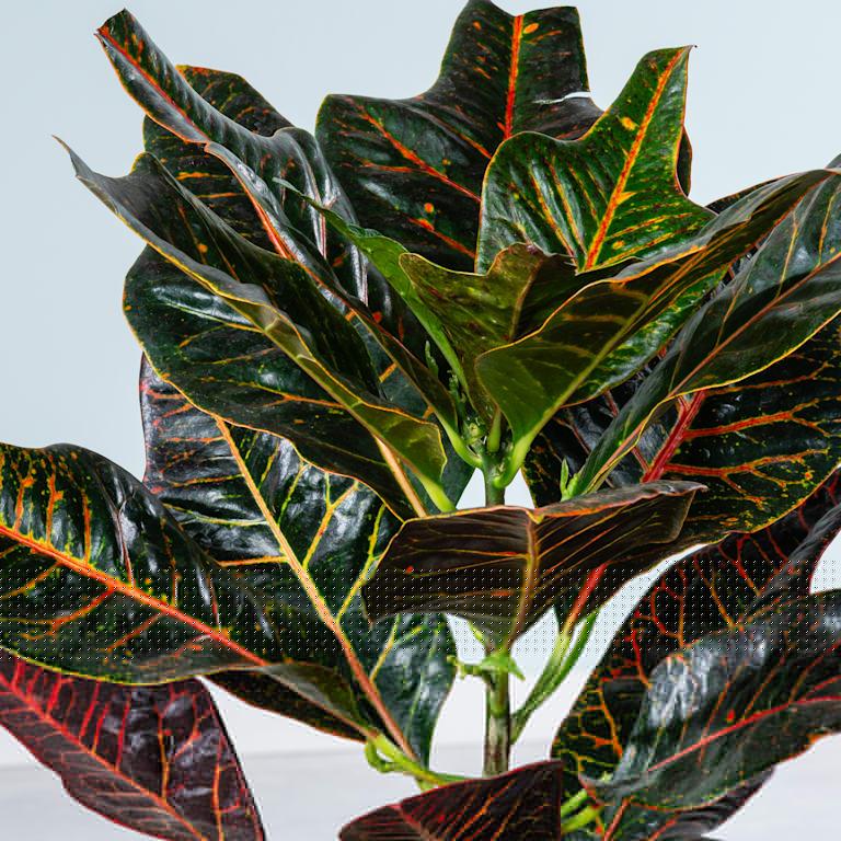 blume2000 Wunderstrauch 'Excellent' L Flash Sale