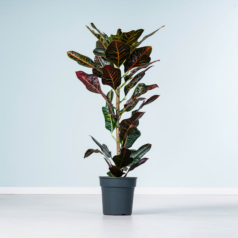 blume2000 Wunderstrauch 'Excellent' L Flash Sale