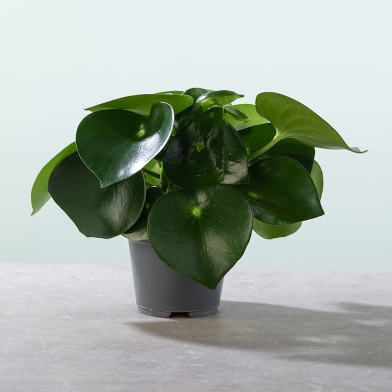 blume2000 Peperomia 'Raindrop' M