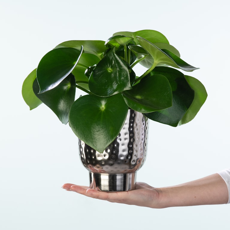 blume2000 Peperomia 'Raindrop' M Begrenztes Angebot