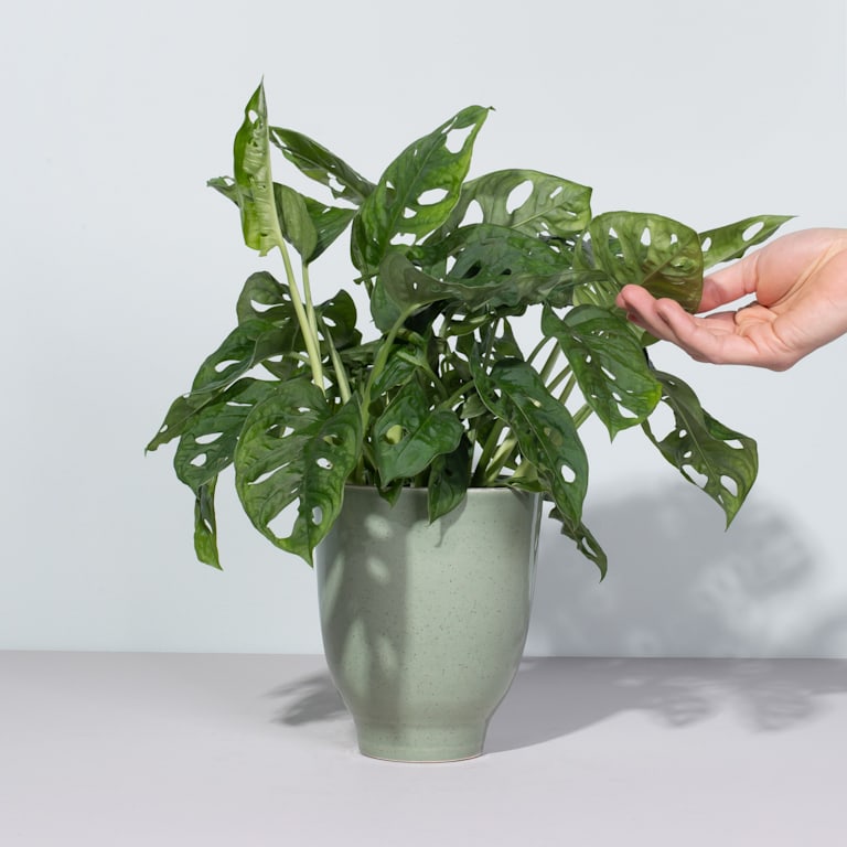 blume2000 Monstera 'Monkey Leaf'