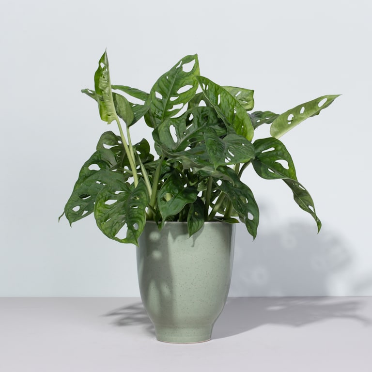 blume2000 Monstera 'Monkey Leaf' Online Shopping