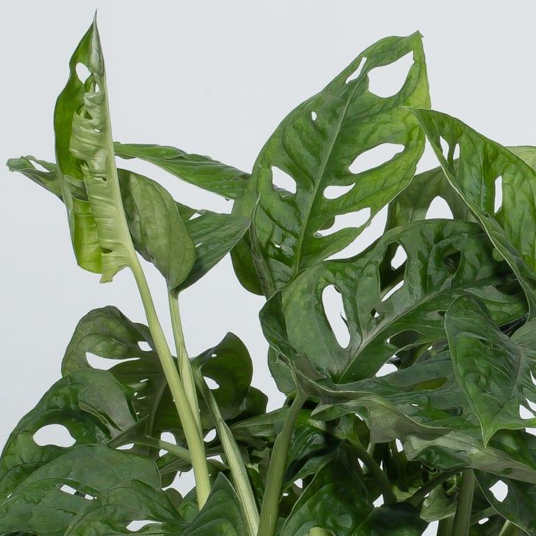 blume2000 Monstera 'Monkey Leaf' Online Shopping