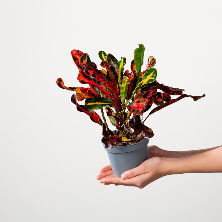 blume2000 Kroton 'Mammi' M