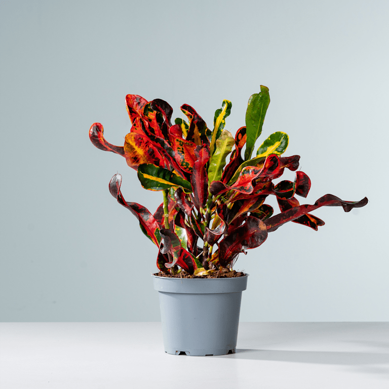 blume2000 Kroton 'Mammi' M Exklusivangebot