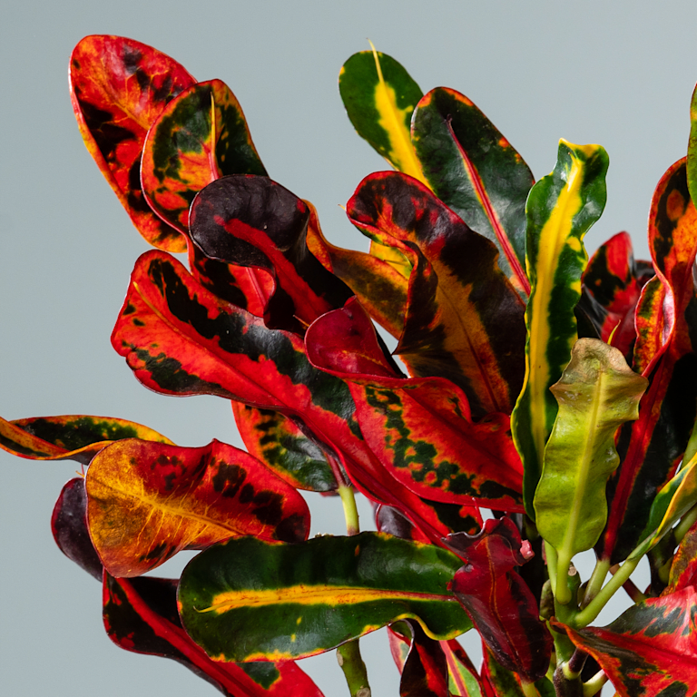 blume2000 Kroton 'Mammi' M Exklusivangebot