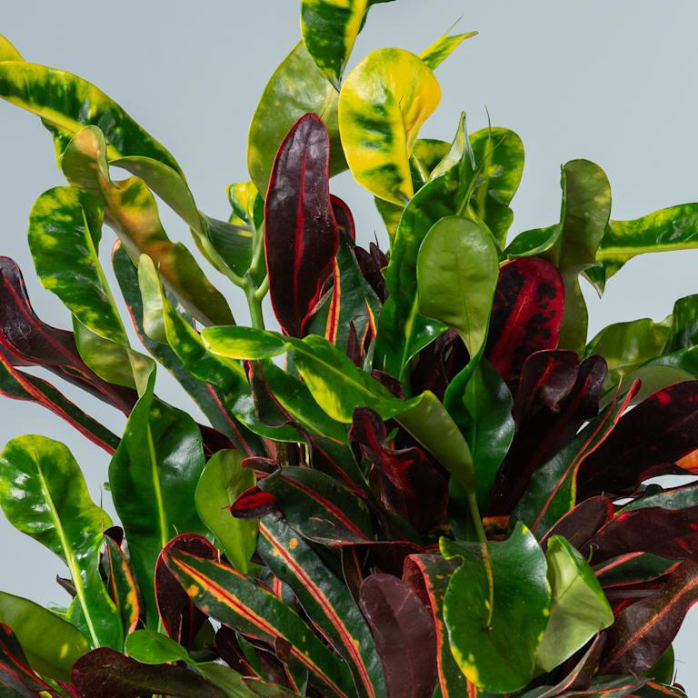 blume2000 Kroton 'Mammi' L Preisnachlass