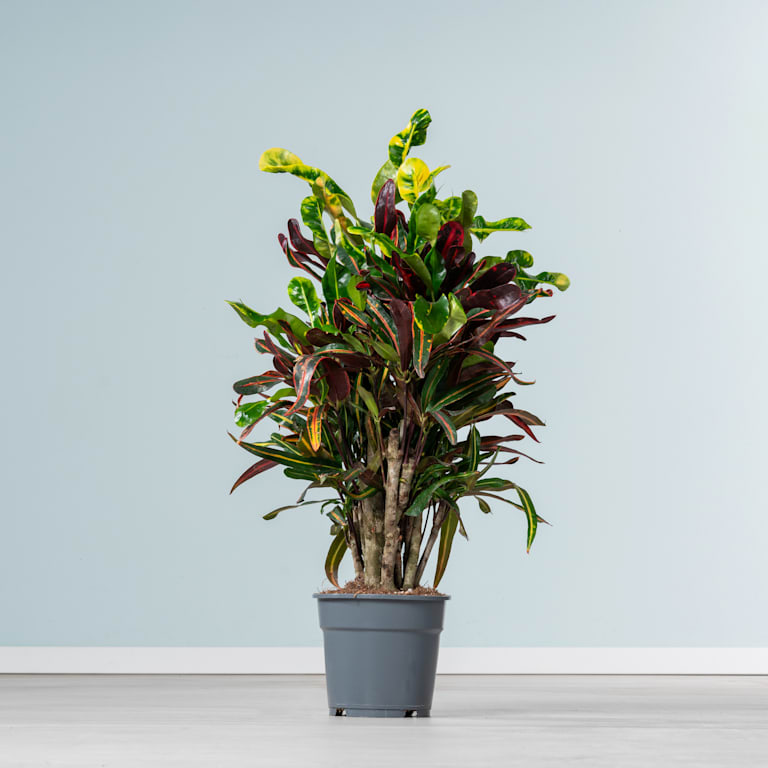 blume2000 Kroton 'Mammi' L Preisnachlass