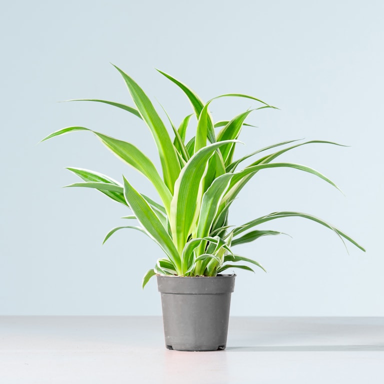 blume2000 Grünlilie 'Ocean' Saisonschlussverkauf