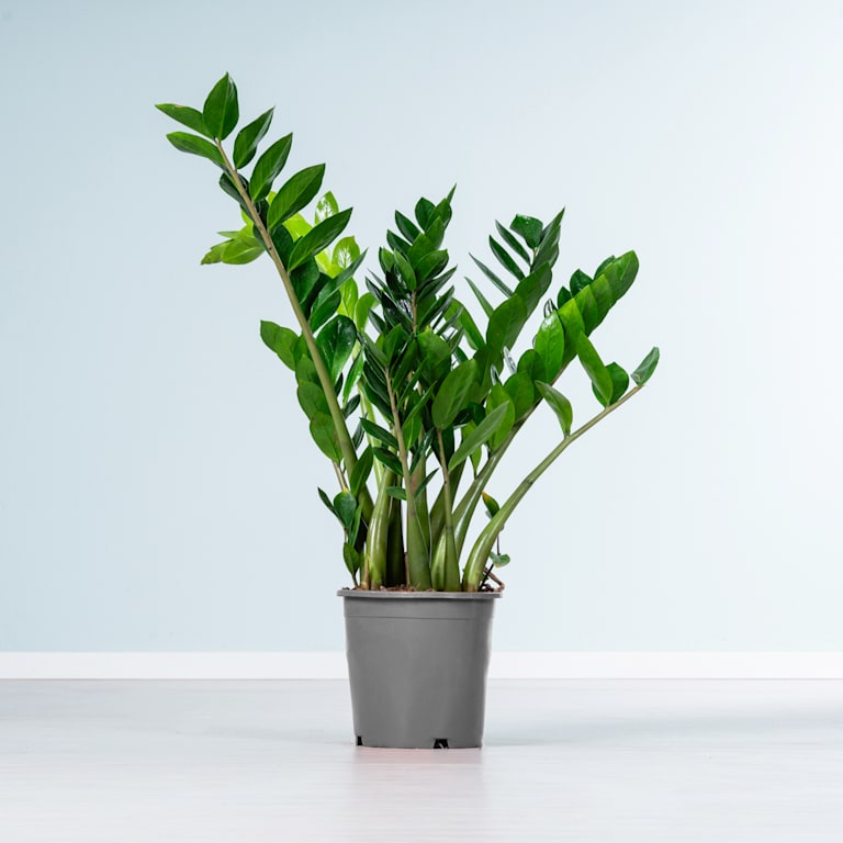 blume2000 Glücksfeder M Black Friday