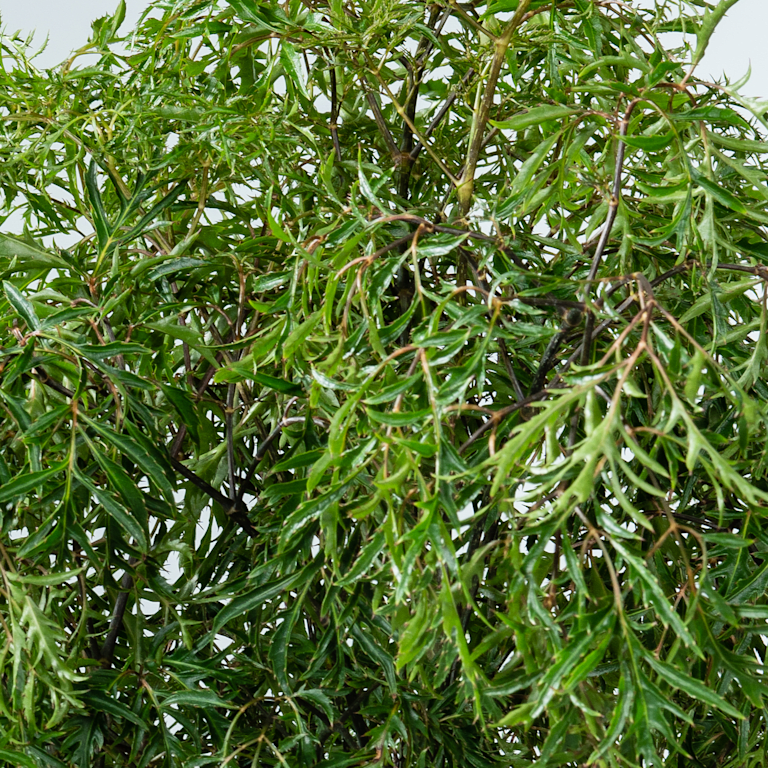 blume2000 Polyscias 'Hawaiiana Ming' XL Weihnachtsangebot