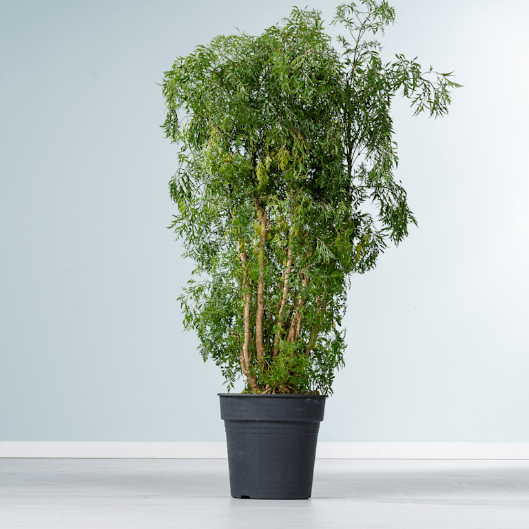 blume2000 Polyscias 'Hawaiiana Ming' XL Weihnachtsangebot