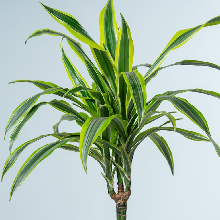 blume2000 Drachenbaum 'Lemon Lime' M Vatertagsangebot