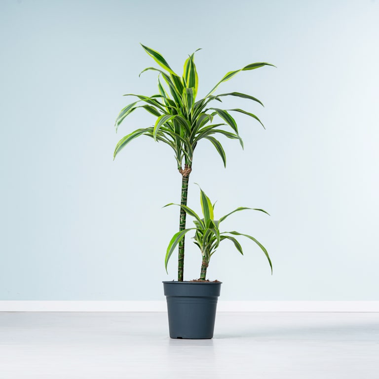 blume2000 Drachenbaum 'Lemon Lime' M Vatertagsangebot