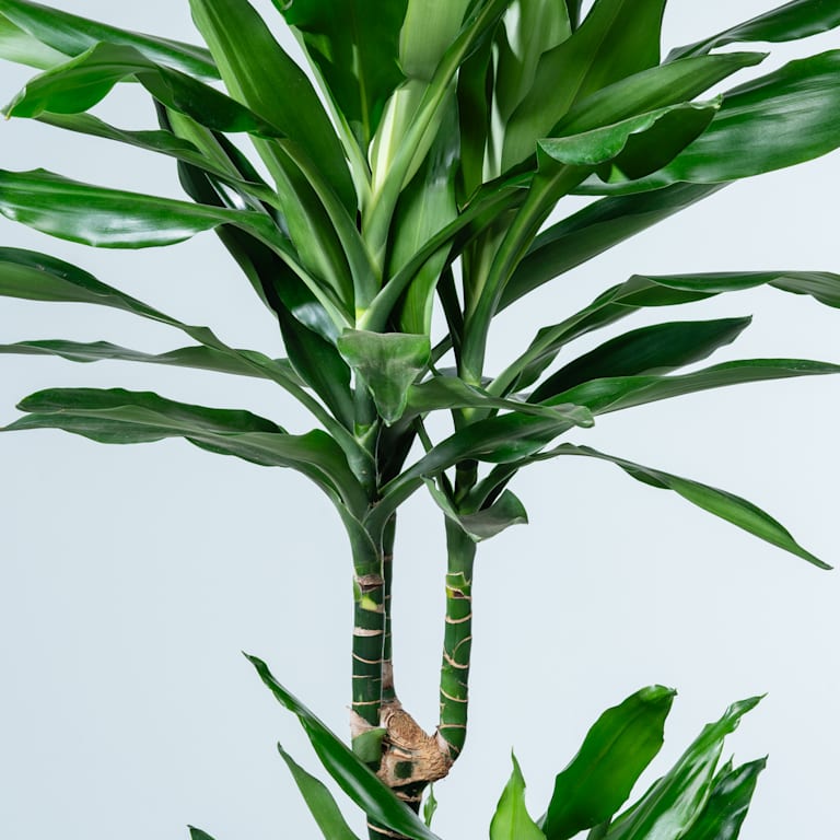 blume2000 Drachenbaum 'Janet Craig' L Valentinstagsangebot