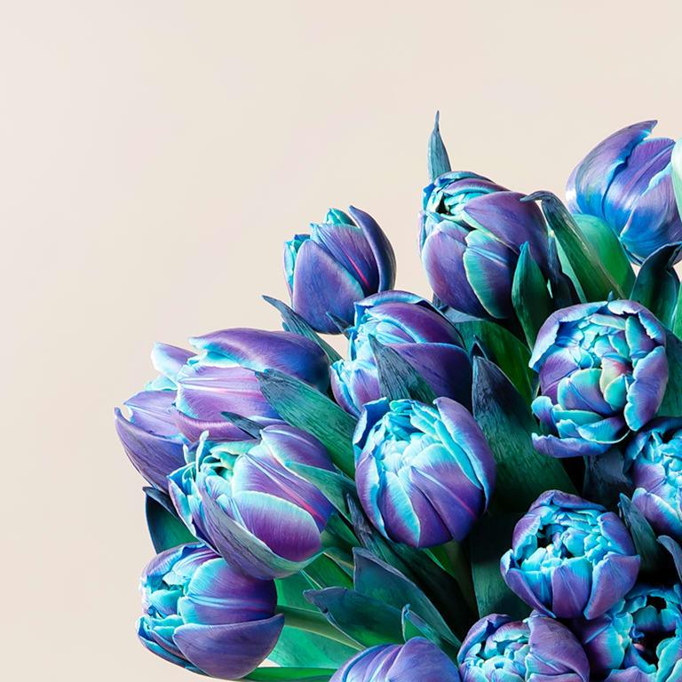 blume2000 Blaue Tulpen 'Bibble' - 20 Stiele Heißer Verkauf
