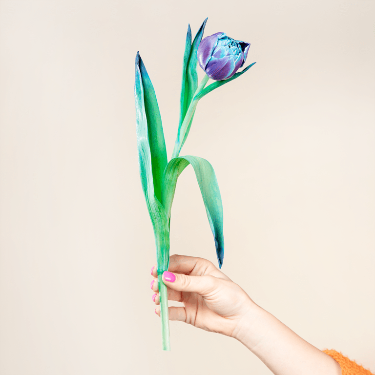 blume2000 Blaue Tulpen 'Bibble' - 20 Stiele Heißer Verkauf