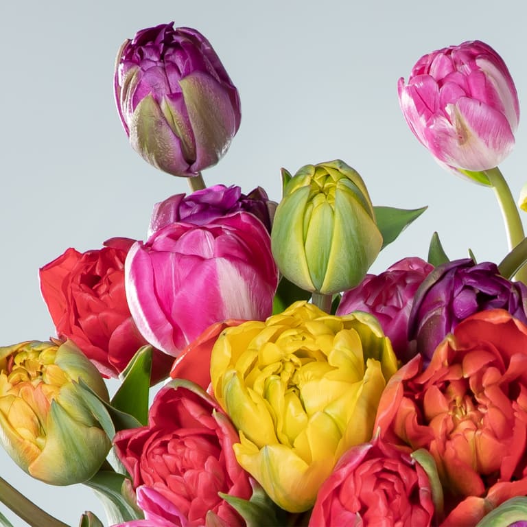 blume2000 Bunte Freilandtulpen - 30 Stiele Top Angebot