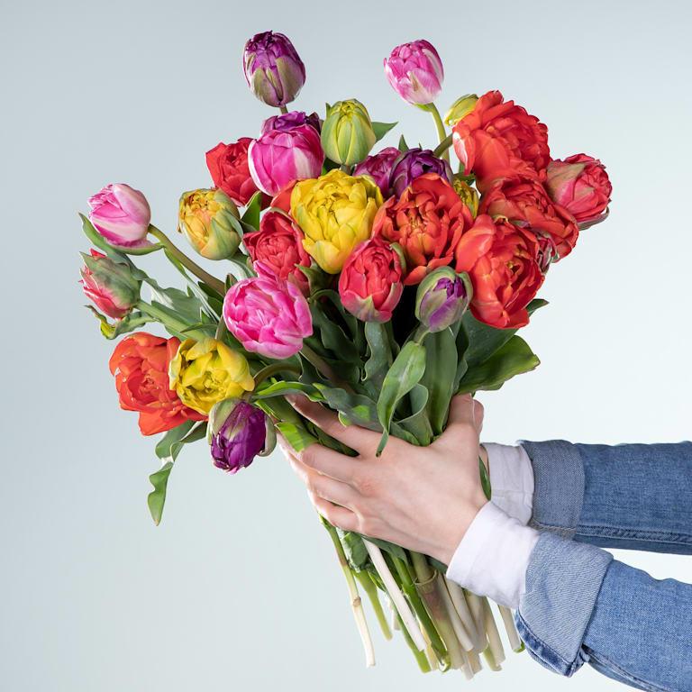 blume2000 Bunte Freilandtulpen - 30 Stiele Top Angebot