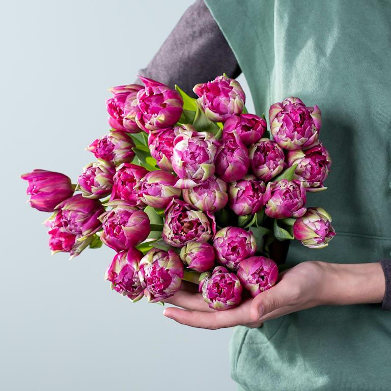 blume2000 Lila Tulpen 'Quinty's Dream' - 30 Stiele