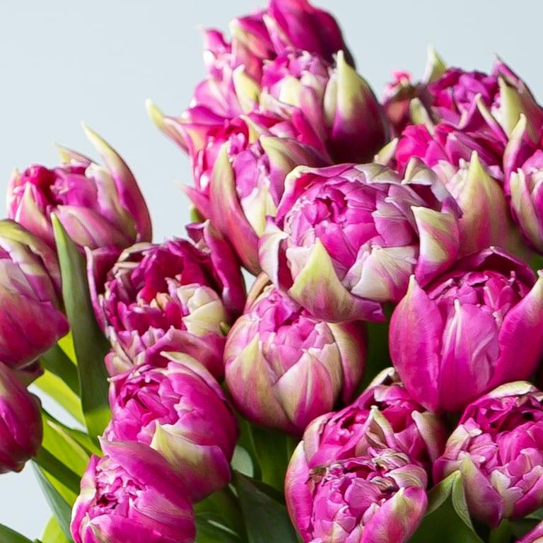 blume2000 Lila Tulpen 'Quinty's Dream' - 30 Stiele Neueste Mode