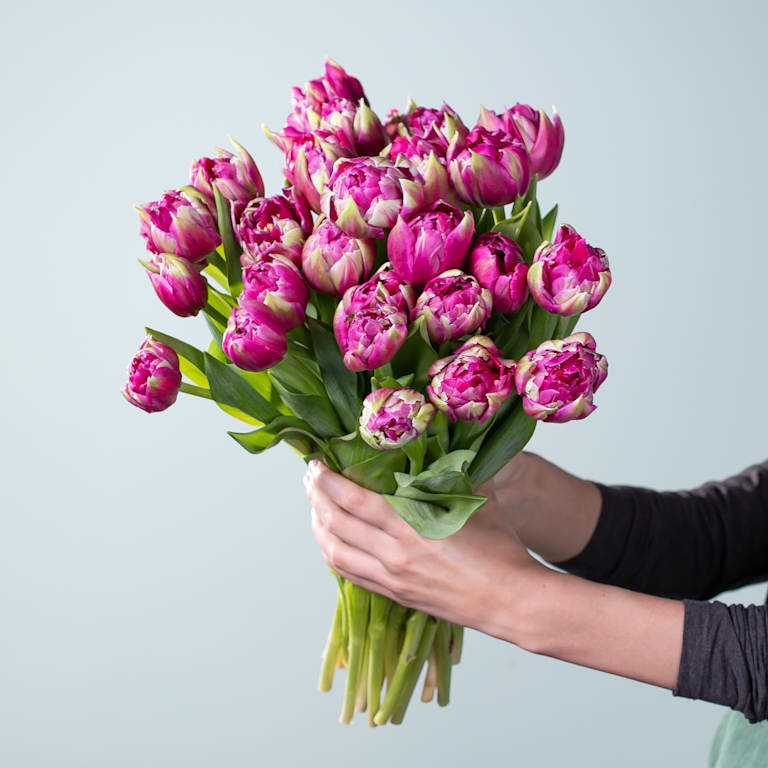 blume2000 Lila Tulpen 'Quinty's Dream' - 30 Stiele Neueste Mode