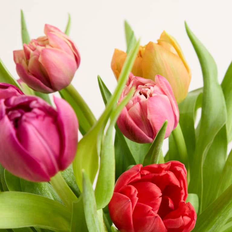 blume2000 Bunte Tulpen - 30 Stiele mit Lieblingsvase Peak Zeitlich begrenztes Angebot