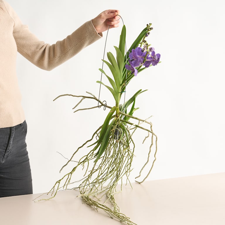 blume2000 Vanda-Orchidee 'Tayanee Blue'
