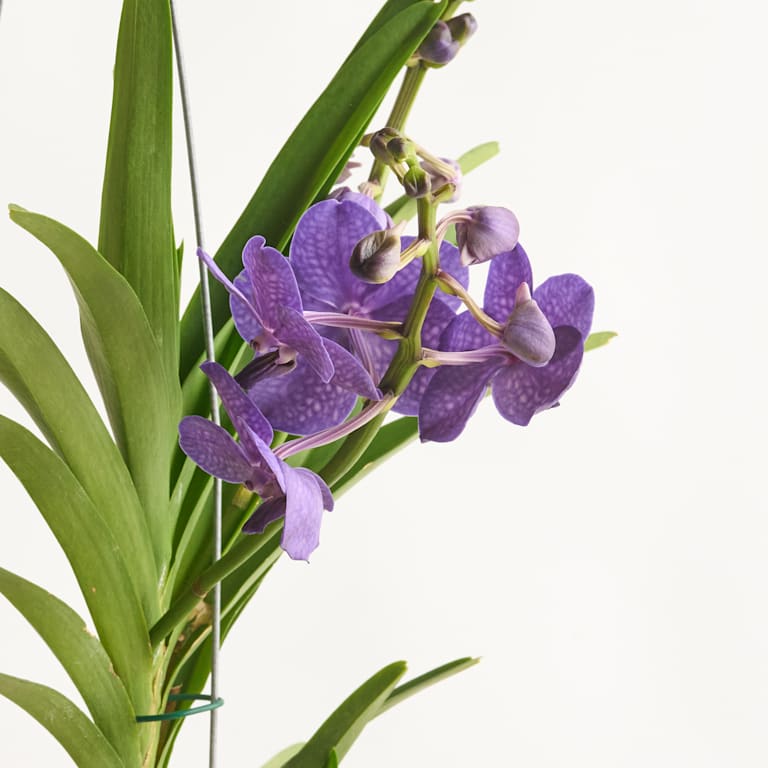 blume2000 Vanda-Orchidee 'Tayanee Blue' Neuheiten