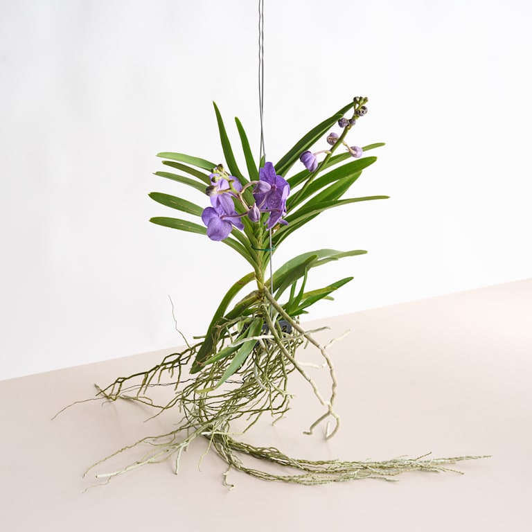 blume2000 Vanda-Orchidee 'Tayanee Blue' Neuheiten